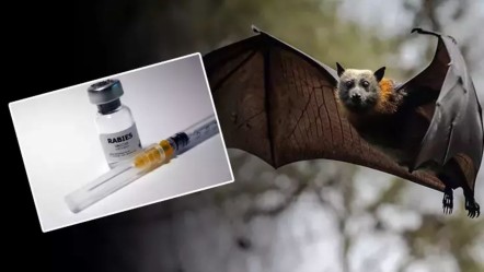 Tatilciler için ölümcül tehdit! Yarasalardan bulaşıyor: Risk en yüksek düzeyde! - Dünya
