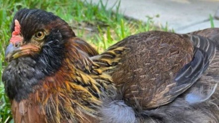 Dünyanın en yaşlı tavuğu! Duyanları şaşkına çeviriyor: Her sabah… - Dünya