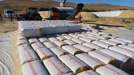 Geçtiğimiz yıl tarlada çürümüştü! Bu yıl çiftçinin cebini doldurdu... Tonu 2 bin lira - Ekonomi