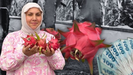 Önce olumsuz karşılandı, şimdi kilosu 250 TL'den yok satıyor! 600 kiloya yakın hasat bekleniyor - Ekonomi