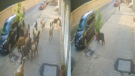 Bitlis'teki ilginç olay kamerada: Hepsi tek tek denedi başaramadı, o direnip kaçtı! - Yaşam