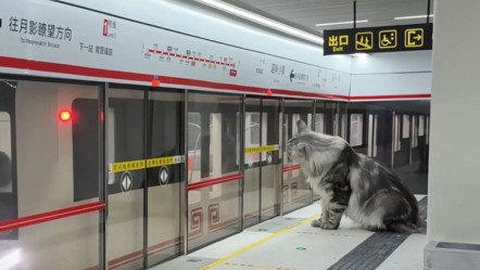 Dünyada bir ilk: Çinli YouTuber kedileri için metro İstasyonu yaptı! - Dünya