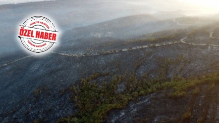 Tarla ve ormanların arasına bariyer şart! Sürücülerin ihmali tehlike saçıyor - Gündem
