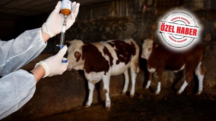 Ay sonuna kadar hayvan pazarlarının tamamının açılması bekleniyor! Şap hastalığı fiyatları etkilemedi - Ekonomi