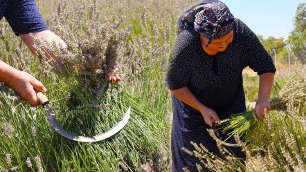 Bu hasatta işçi çalışmıyor! Makasını getiren tarlaya giriyor, 100 kilosundan 2 litre yağ çıkıyor - Yaşam