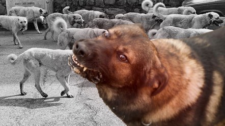 İlk ders zili çalmadan İstanbul Valiliği'nden sokak köpekleri talimatı! "İvedilikle başlatılacak" - Gündem