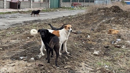 Köpeklerden kaçan kadın, otomobilin altında kalarak can verdi - 3. Sayfa