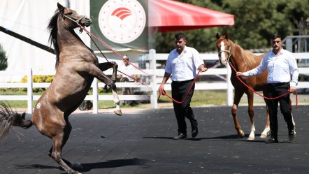 Onlarca taydan dudak uçuklatan gelir sağlandı! Otomobil fiyatına satıldılar - Yaşam