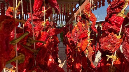 Tat ve aromasıyla damak çatlatıyor! Denizli'nin tescilli lezzetinin sofralara yolculuğu başladı - Ekonomi