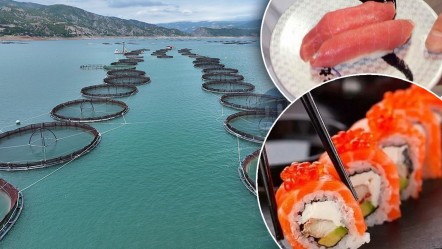 Japon suşisinde Tokat somonu! Kimse farkında değil, Japonlar da Norveçliler de balığı buradan alıyor - Ekonomi