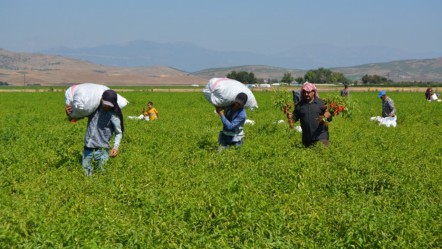 Kokusu, aroması ve lezzetiyle bir başka! Gaziantep'in damak çatlatan lezzetinde hasat başladı - Ekonomi