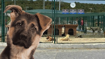 Valilik talimat vermişti! Sahipsiz hayvanlar toplanmaya başladı - Gündem