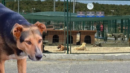 Valilik talimat vermişti! Sahipsiz hayvanlar toplanmaya başladı - Gündem