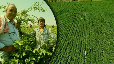 45 derece sıcaklıkta çalışıp günlük 650 TL kazanıyorlar: Serinlemek için sadece soğuk su içiyoruz - Ekonomi