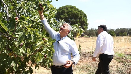 Aroması hayran bırakıyor! 'Havran siyahı'nda hasat başladı, 680 ton verim bekleniyor - Ekonomi