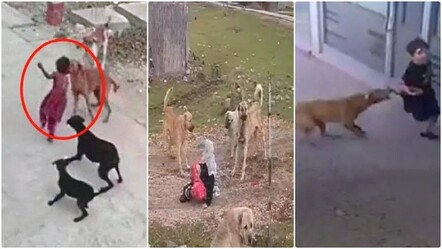 Belediyeler yasayı uygulamıyor! Köpeksiz güvenli sokaklar istiyoruz... - Gündem