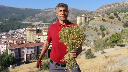 Nazara iyi geldiği söyleniyor! Dağ yamaçlarından toplayıp buketini 100 TL'ye satıyor - Ekonomi
