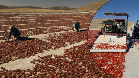 Misafir olarak gittiler, 6 bin dönüm araziyi tarıma kazandırdılar! Yetiştirdikleri 7 ayrı ürünle en az 300 kişiye ekmek kapısı oldular - Ekonomi