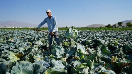 Ata tohumu ile üretimde hasat başladı! Kilosu 10 liradan satılıyor, kapış kapış gidiyor - Ekonomi