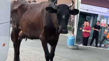 Çiftlikten kaçan inek hastanenin aciline uğradı! Çorlu'da gülümseten görüntüler - Yaşam