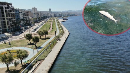 İzmirlilerin çilesi bitmiyor! Körfezdeki koku vatandaşları kaçırdı: Bir daha gelmeyiz - Gündem