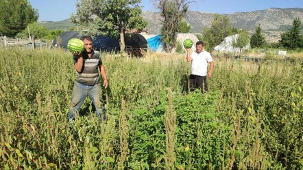 Para etmeyince tarlasını halka açtı! Bedava karpuz dağıtıyor - Ekonomi