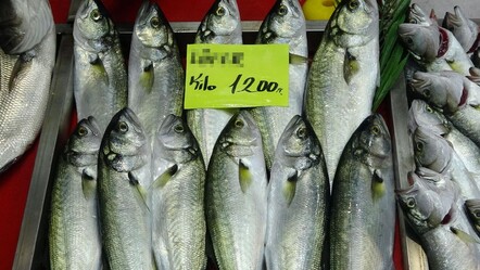 Geçen yıl kilosu 1.200 liraydı! "Denizlerin Prensi" bu yıl bol olacak: Bu sene onun senesi - Ekonomi