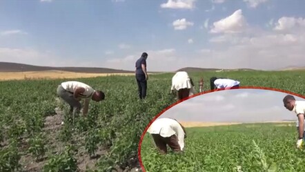 Kanada'dan Ağrı'ya... Yüzde 75'i hibe ürün yetişmez denilen topraklarda coştu! - Gündem