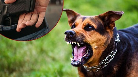 Köpek kavgası kanlı bitti! Silahını çekip vuran şahıs tutuklandı - 3. Sayfa