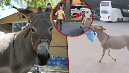 Otogarı karıştıran eşek şoförün yastığını çaldı! İlginç anlar kameralara yansıdı - Yaşam