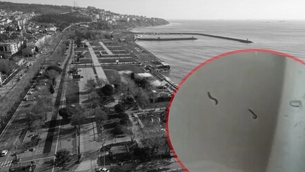 Tekirdağlılar neye uğradığını şaşırdı: İçme suyu şebekesinden kurtlar çıkıyor - Gündem