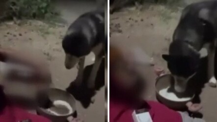 Ankara'da tepki çeken görüntü! Utanmadan sosyal medyada da paylaştılar... Köpeğe alkol içirdi - Yaşam
