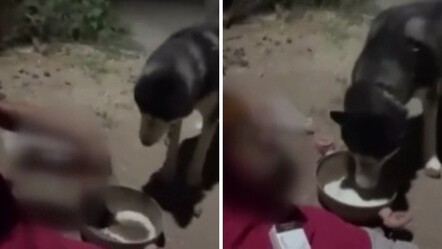 Ankara'da tepki çeken görüntü! Utanmadan sosyal medyada da paylaştılar... Köpeğe alkol içirdi - Yaşam