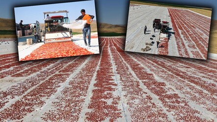Elazığ'da üretiliyor; ABD, Fransa, İngiltere ve Hollanda'ya gönderiliyor! Kilosu 4 euro... - Ekonomi