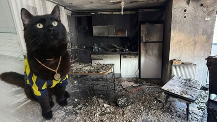 Kedi 'Raşo'dan büyük faciayı önleyen hamle! Tek hareketle hayat kurtardı - 3. Sayfa