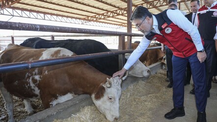 Kırmızı et ithalatı gündemden çıkacak! Besici kazanacak, 8 milyar lira yurtta kalacak - Ekonomi
