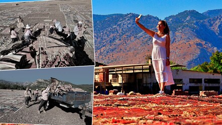 20 binden fazlası var, yurt dışından bile geliyor! Milyonluk 'hasat' için geceleri nöbet tutuyorlar - Ekonomi