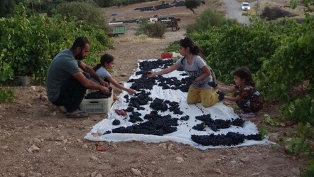 Kilosu 500 lira! Yurt dışından bile sipariş yağıyor - Ekonomi