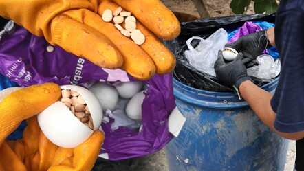 Sürpriz yumurtadan uyuşturucu çıktı! Zehir tacirlerinin oyunu 'yok artık' dedirtti - Gündem