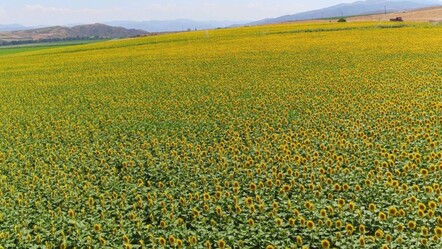 Çiftçiler merakla bekliyordu! Ayçiçeği alım fiyatı belli oldu - Ekonomi