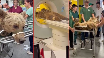 İstanbul'da meyveyi fazla kaçıran ayı acillik oldu! Sosyal medya bu görüntüleri konuşuyor - Yaşam