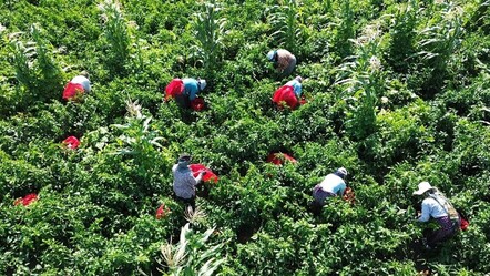 Bir defa eken 6 kez hasat ekiyor! Dönüm başına 5 ton ürün veriyor… Kazancı da bol - Ekonomi
