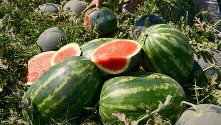 Fazla ekildi, tarla fiyatı dip yaptı! Sadece 70 kilometrede 30'a katlandı - Ekonomi