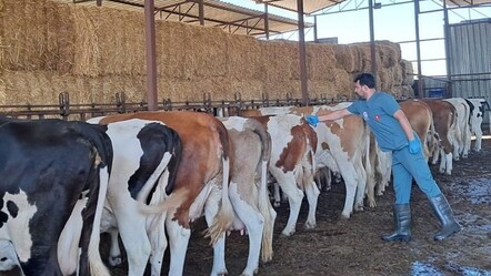 Şap kabusu geri döndü! 13 mahalleye giriş çıkışlar yasaklandı - Gündem