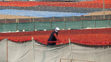Tat ve lezzetiyle yemeklerin vazgeçilmezi! Hasat başladı, 50 derece sıcaklıkta günlük 1.000 lira kazanıyorlar - Ekonomi