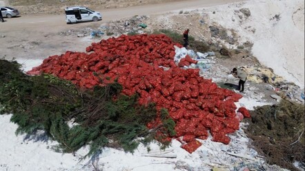 Tonlarcası boş araziye atıldı! Vatandaşlar seçerek evlerine götürdü - Yaşam