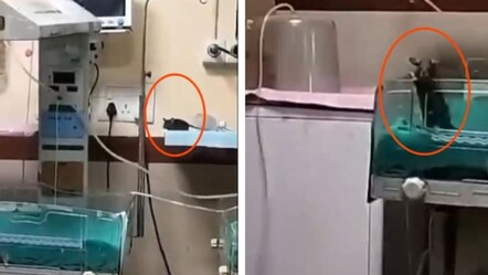 Yenidoğan ünitesinde 'fare' skandalı! İki bebek feci şekilde can verdi - Dünya