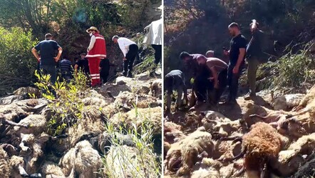 Biri düşünce hepsi peşinden atladı! Van'da şoke eden olay: 334 koyun intihar etti - Gündem