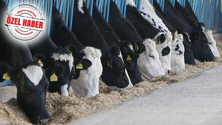 Yem zorbalığına soruşturma! 39 süt sanayicisi hakkında inceleme başlatıldı - Ekonomi