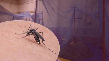 Sivrisinekler ölüm saçıyor! Son 24 saatte 580 kişiyi etkiledi, 3 kişi öldü - Dünya